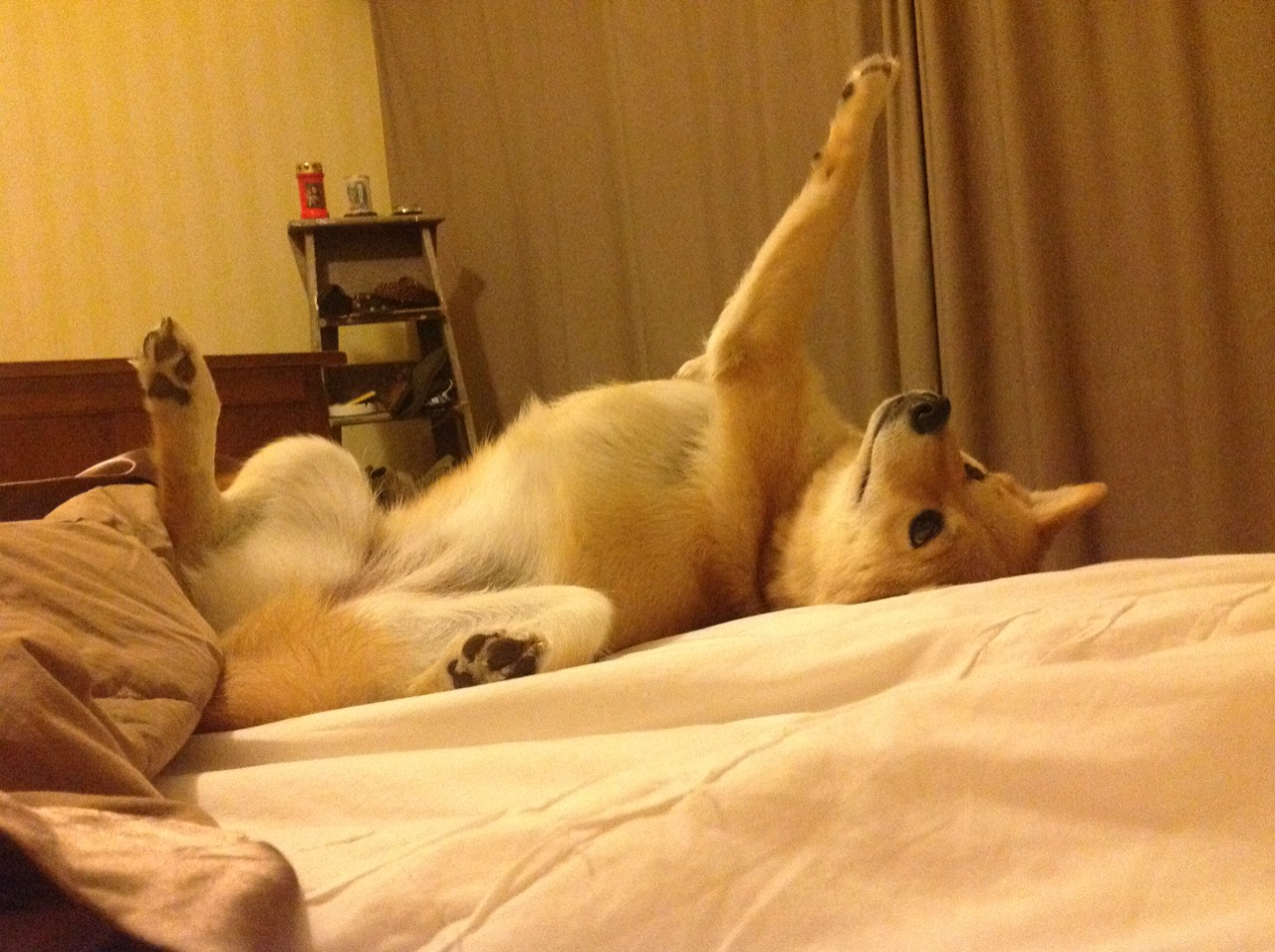 世俱杯官方-高校运动训练动态管理机制研究,运动训练过程调控与参赛指导