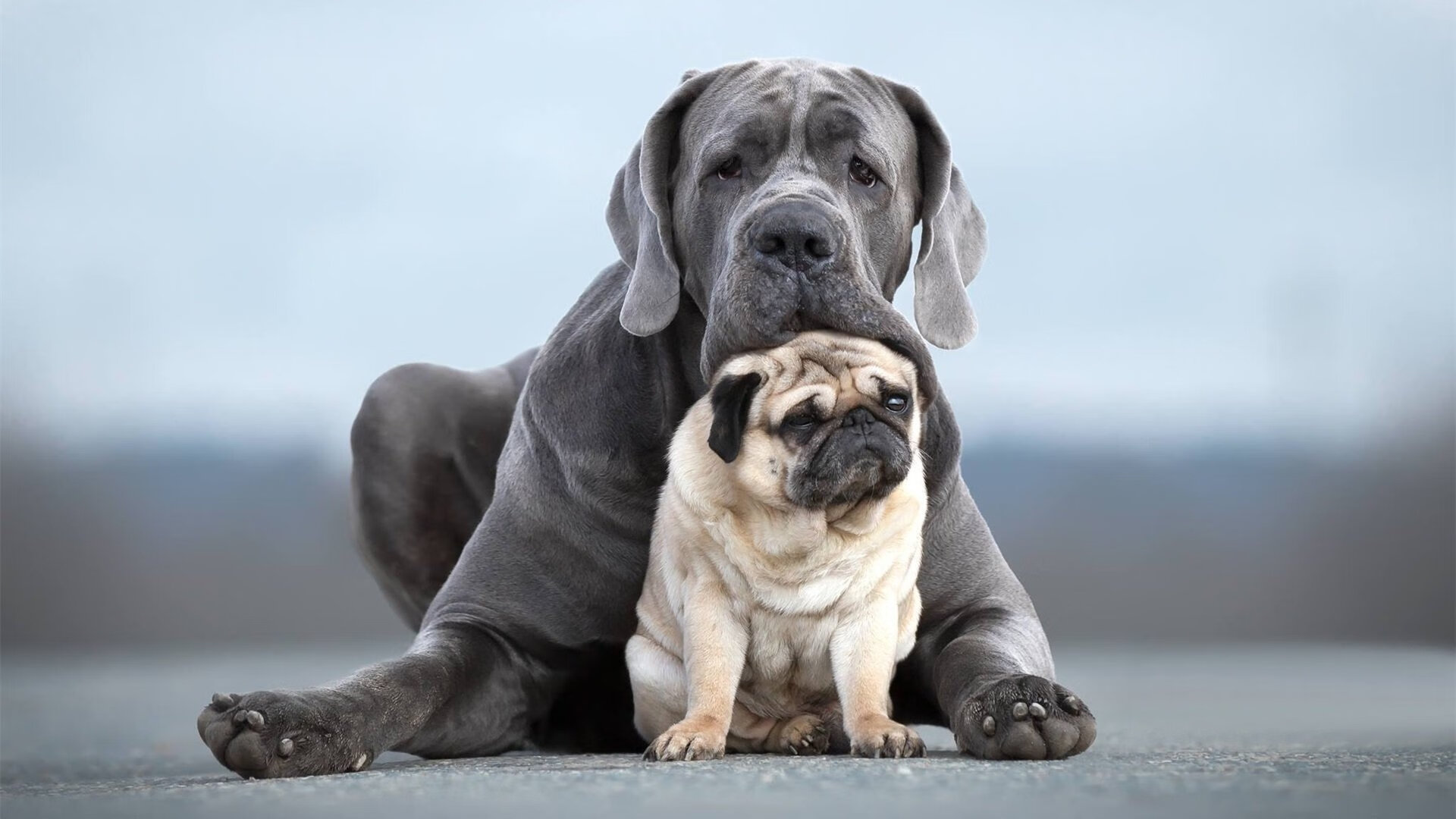 2025世俱杯赛程表-2024国际乒联混合团体世界杯:Chinese Taipei再创佳绩,2020国际乒联赛