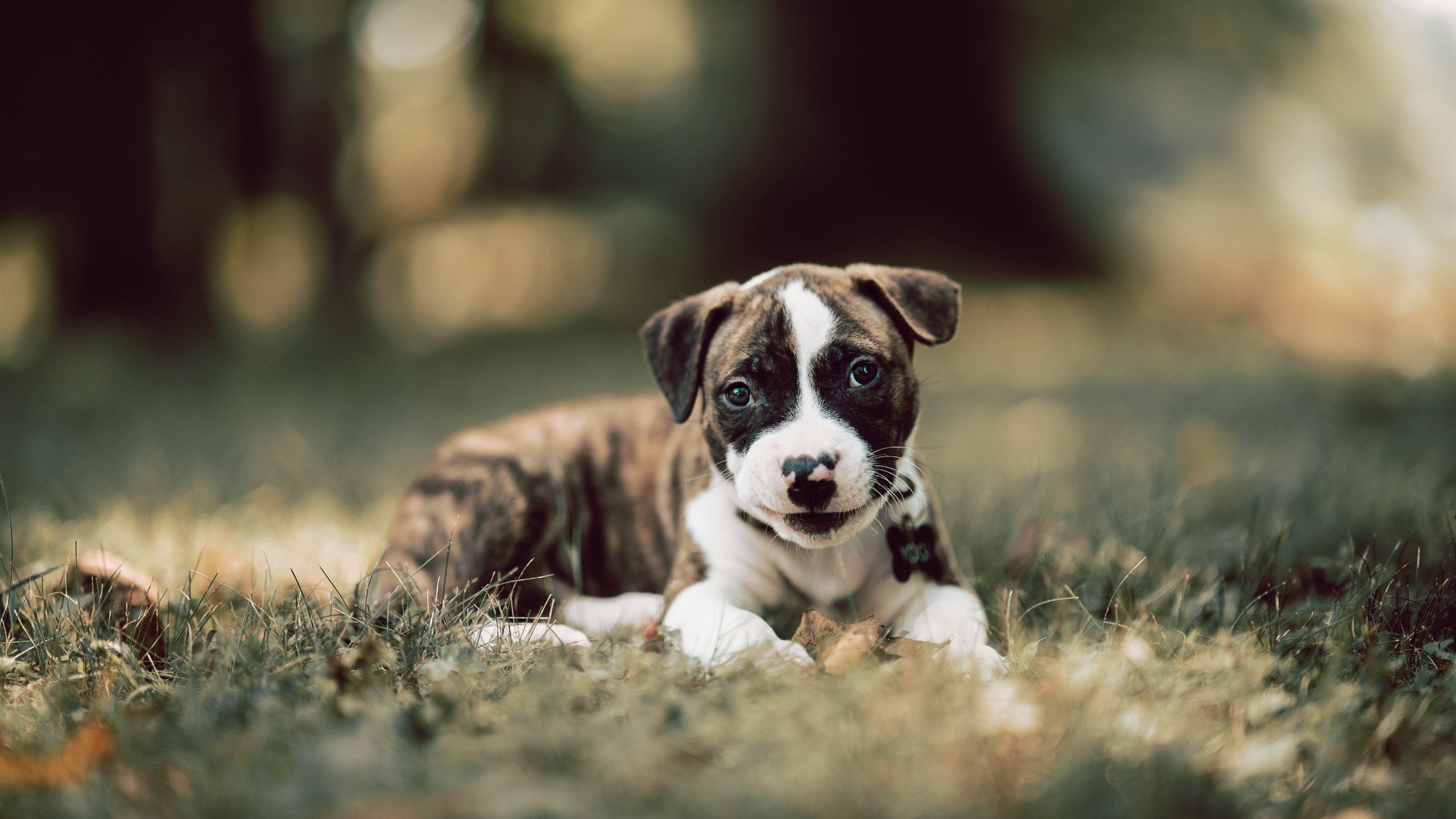 世俱杯入口-“三叉湖飞盘赛:空中飞盘与极速传球的完美碰撞”