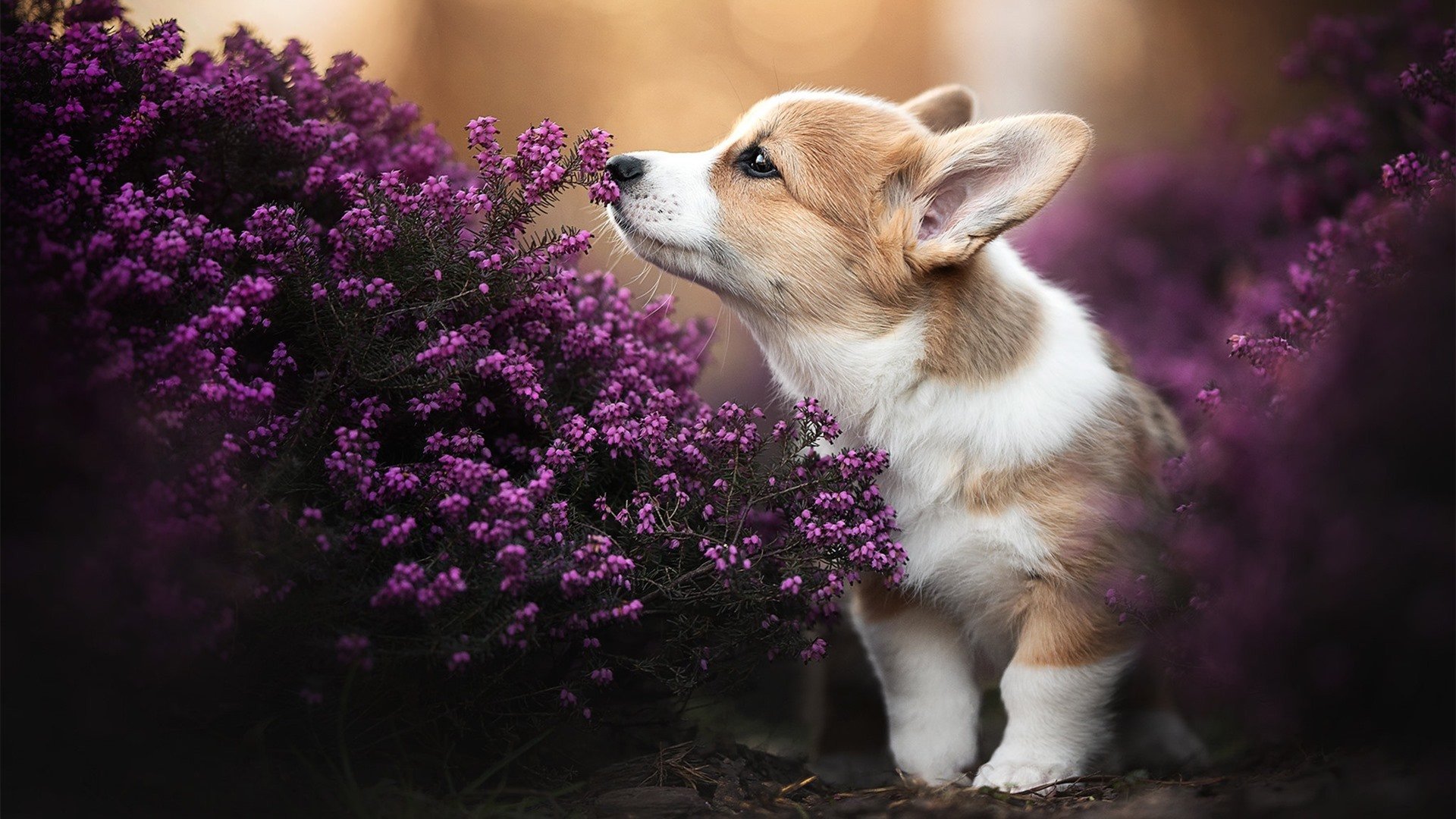 2025世俱杯赛程-中小俱乐部生存压力持续加大,俱乐部发展现状